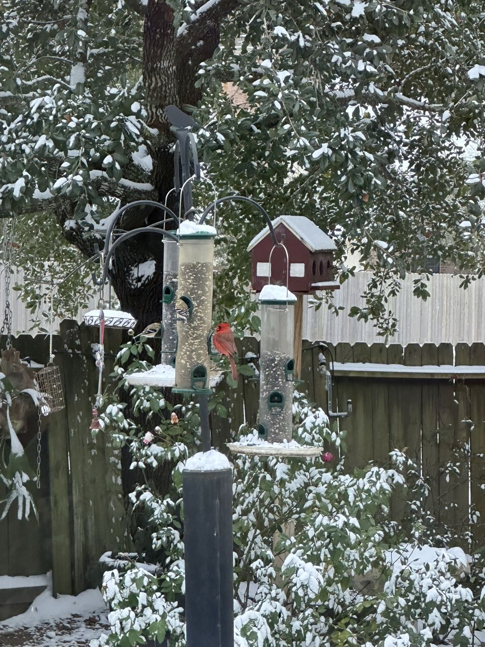 Some shots from our yard. Yes, my hubby still went swimming (it is heated) and I measured 2 inches at 7:40 am. Stay warm